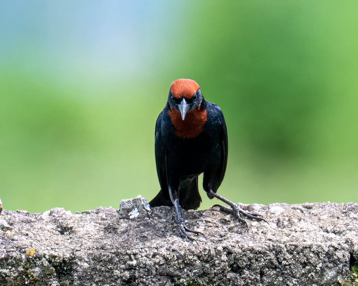 Chestnut-capped Blackbird - ML646175980