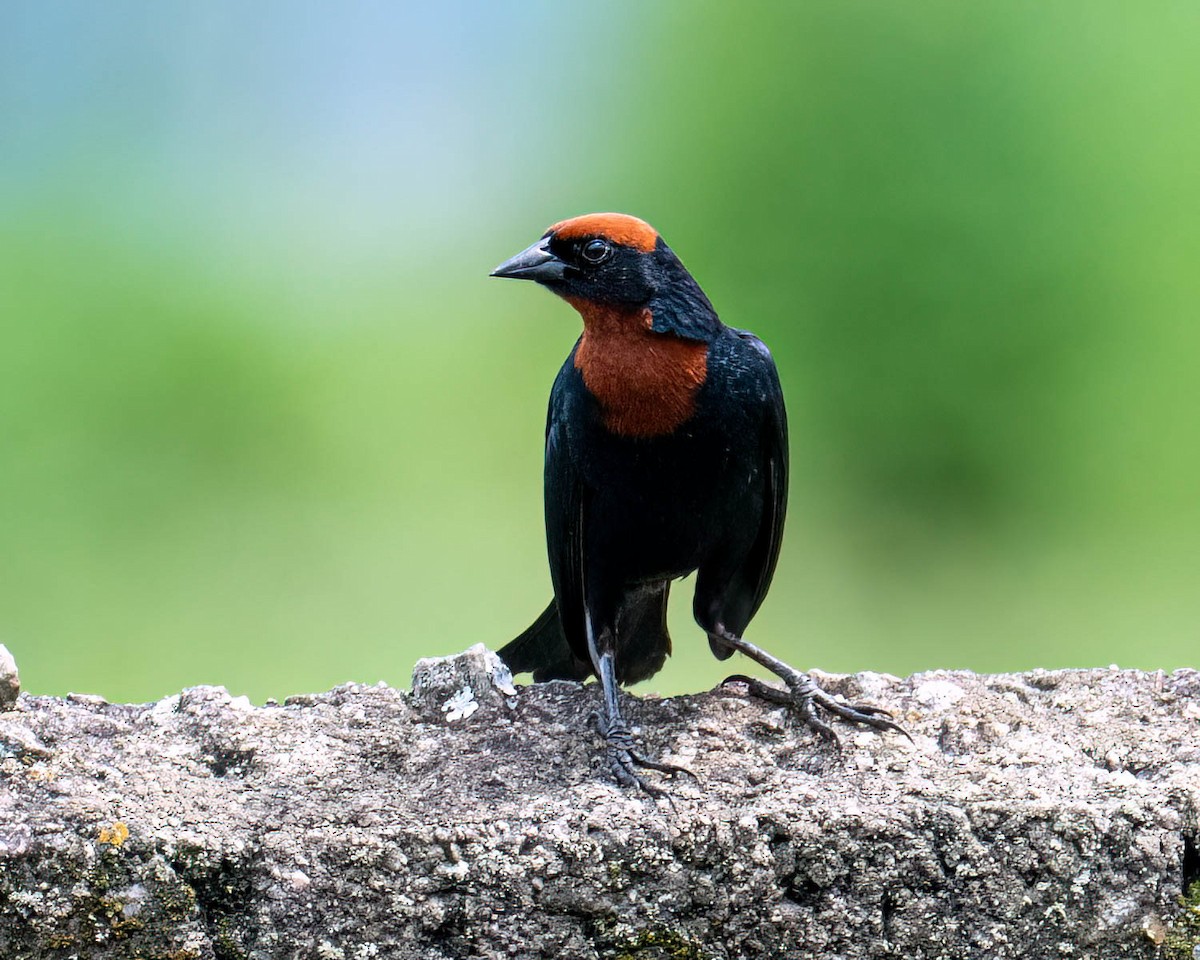 Chestnut-capped Blackbird - ML646175981