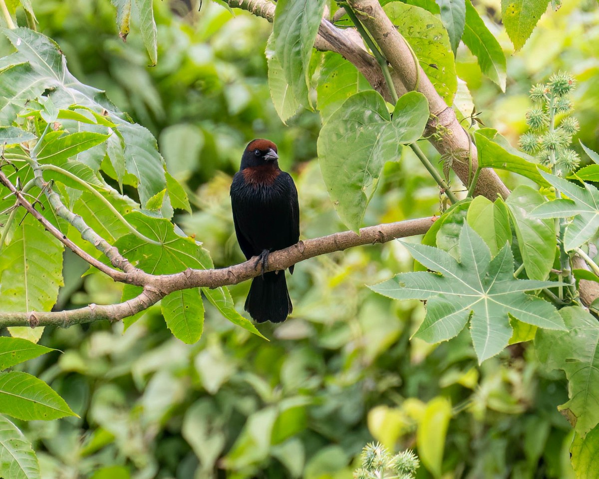 Chestnut-capped Blackbird - ML646175982