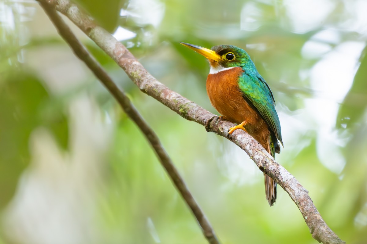 Yellow-billed Jacamar (Yellow-billed) - ML646175983