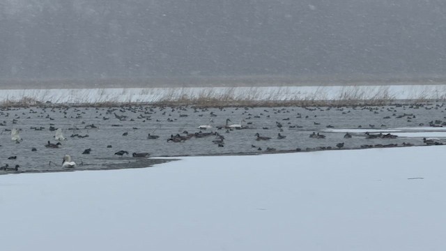 Trumpeter Swan - ML646175986
