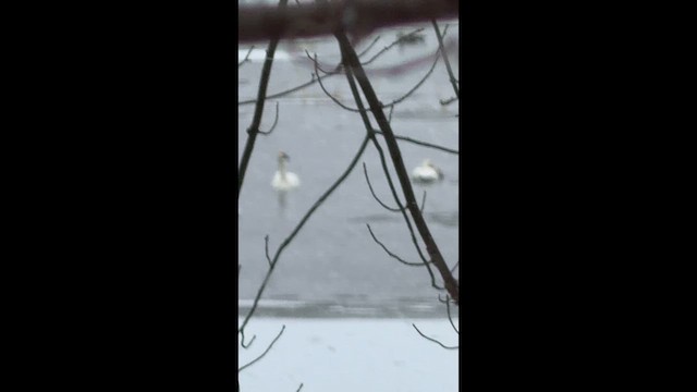 Trumpeter Swan - ML646175987