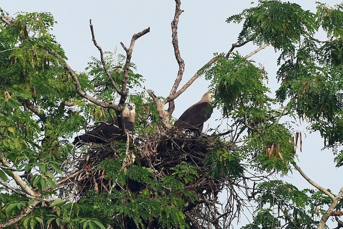 Pallas's Fish-Eagle - ML646175988