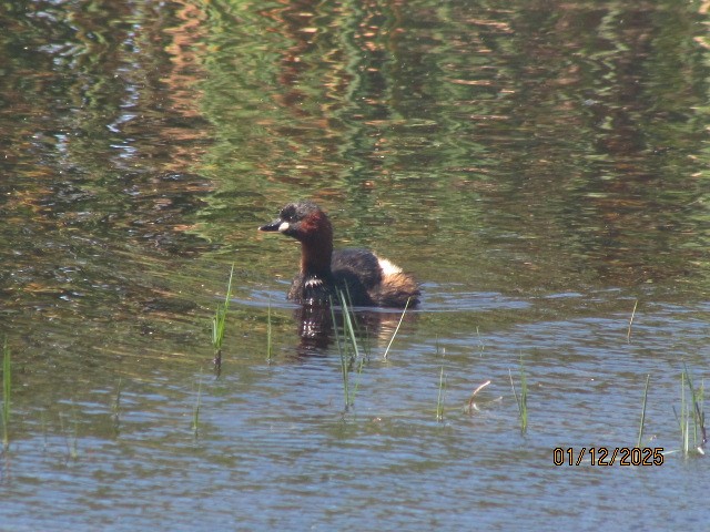 小鸊鷉(ruficollis群) - ML646175989