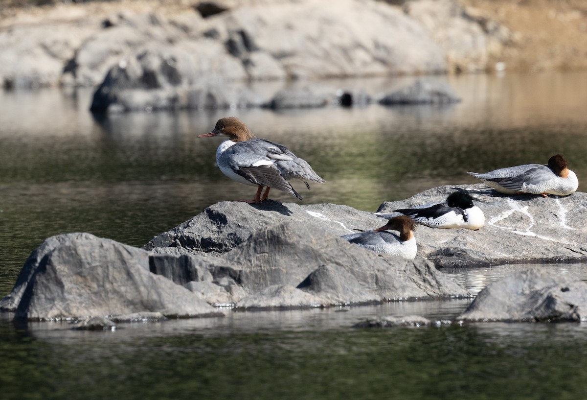 川秋沙(merganser/orientalis) - ML646175990