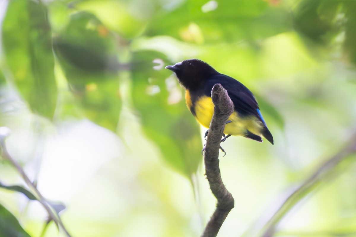 White-fronted Manakin - ML646175992