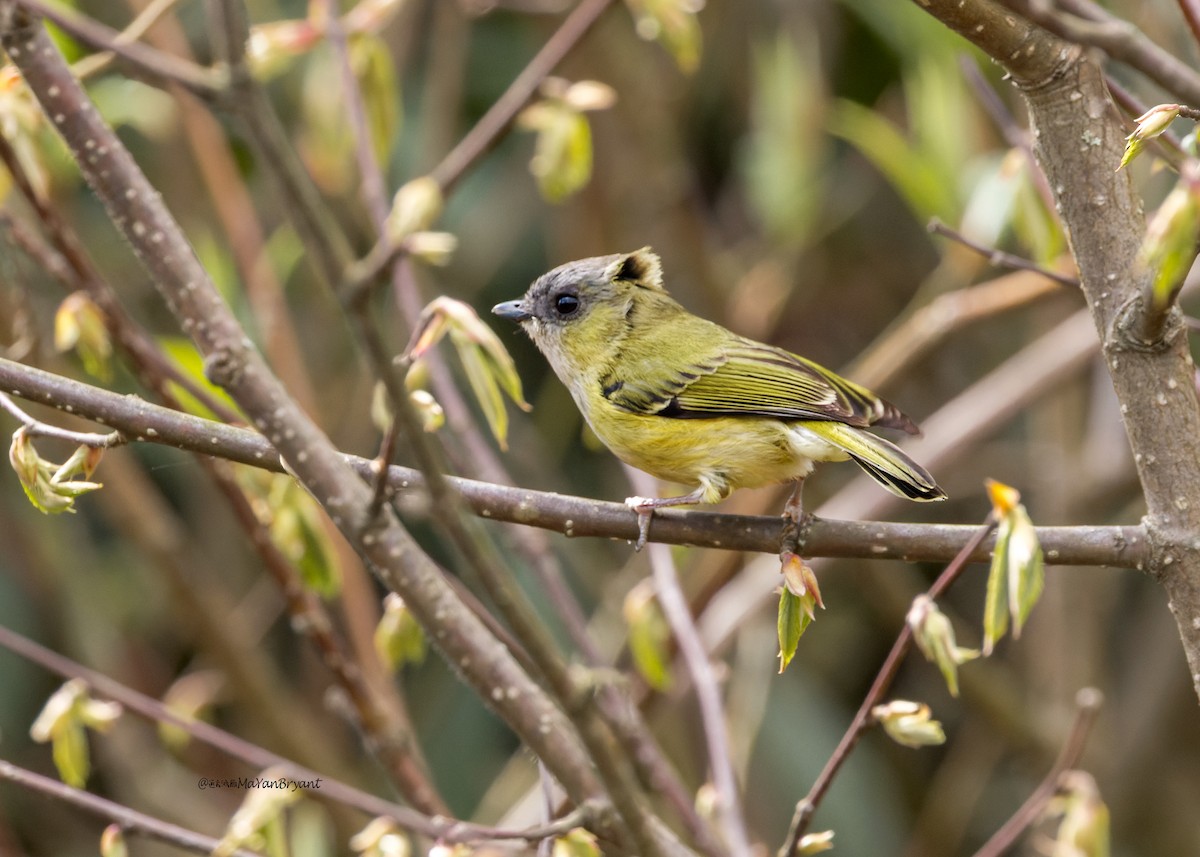 Green Shrike-Babbler - ML646175993