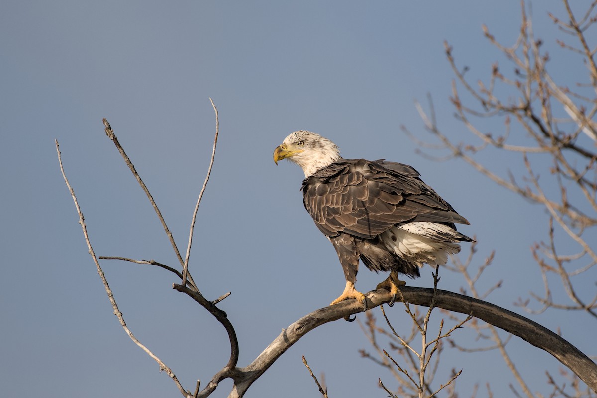 Bald Eagle - ML646175994