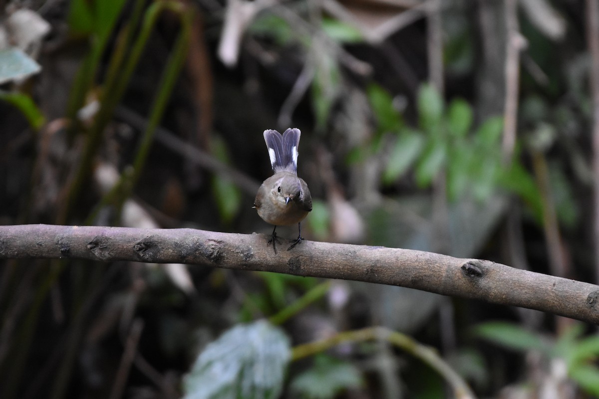 紅喉鶲 - ML646175995