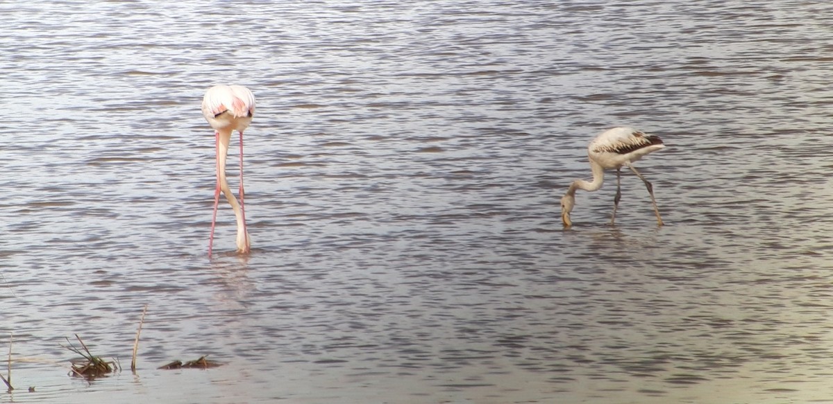 大紅鸛 - ML646175996