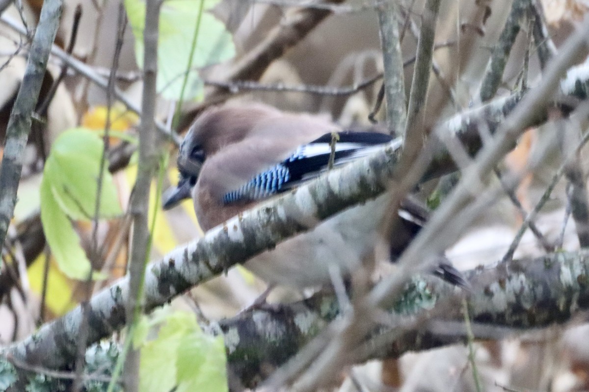 松鴉 - ML646175997