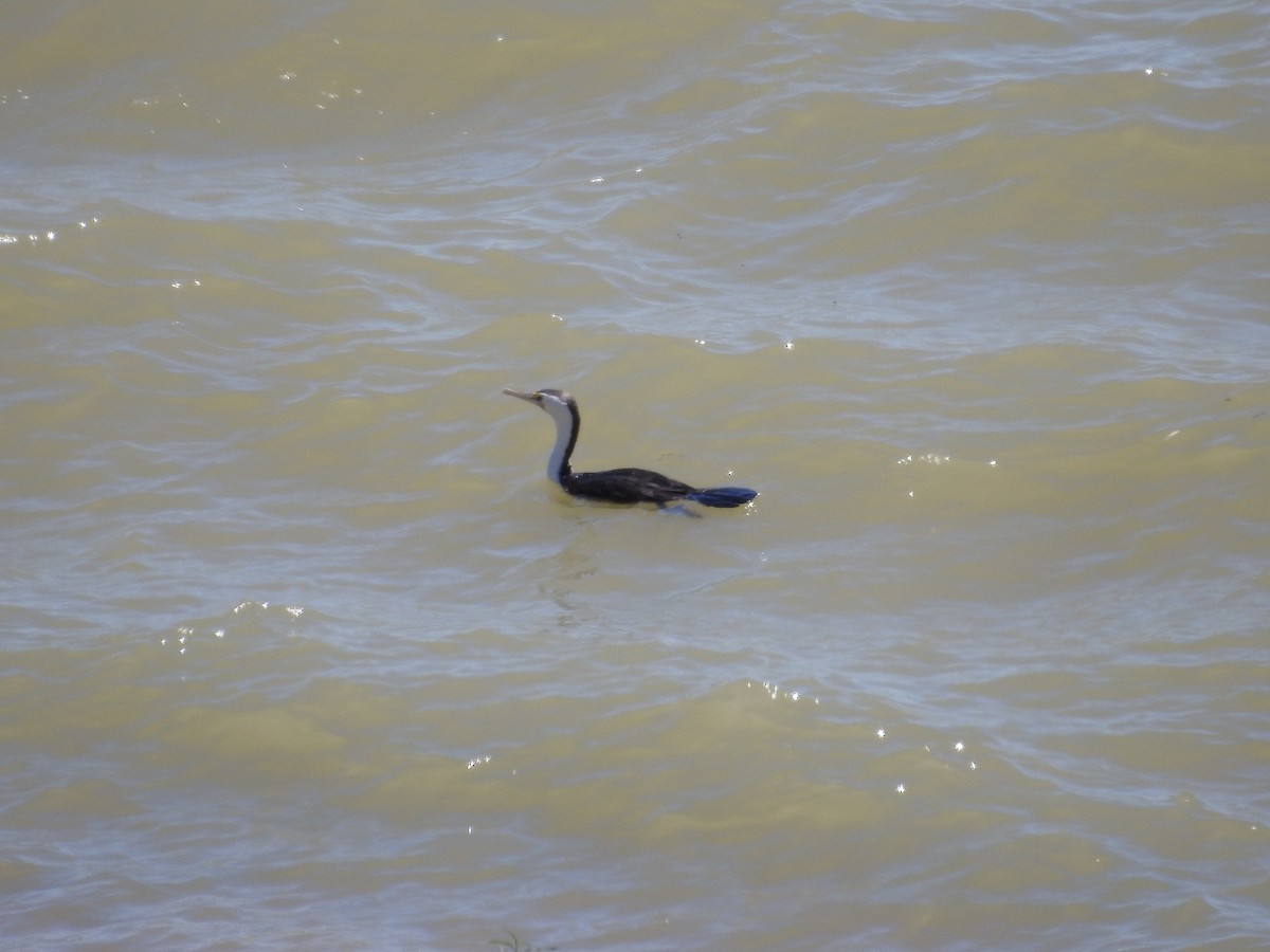 Pied Cormorant - ML646175999