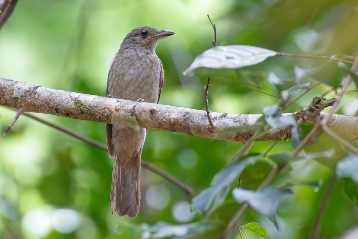 Screaming Piha - ML646176000