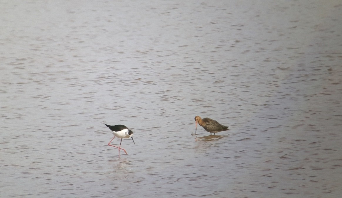 黑尾鷸 - ML646176003