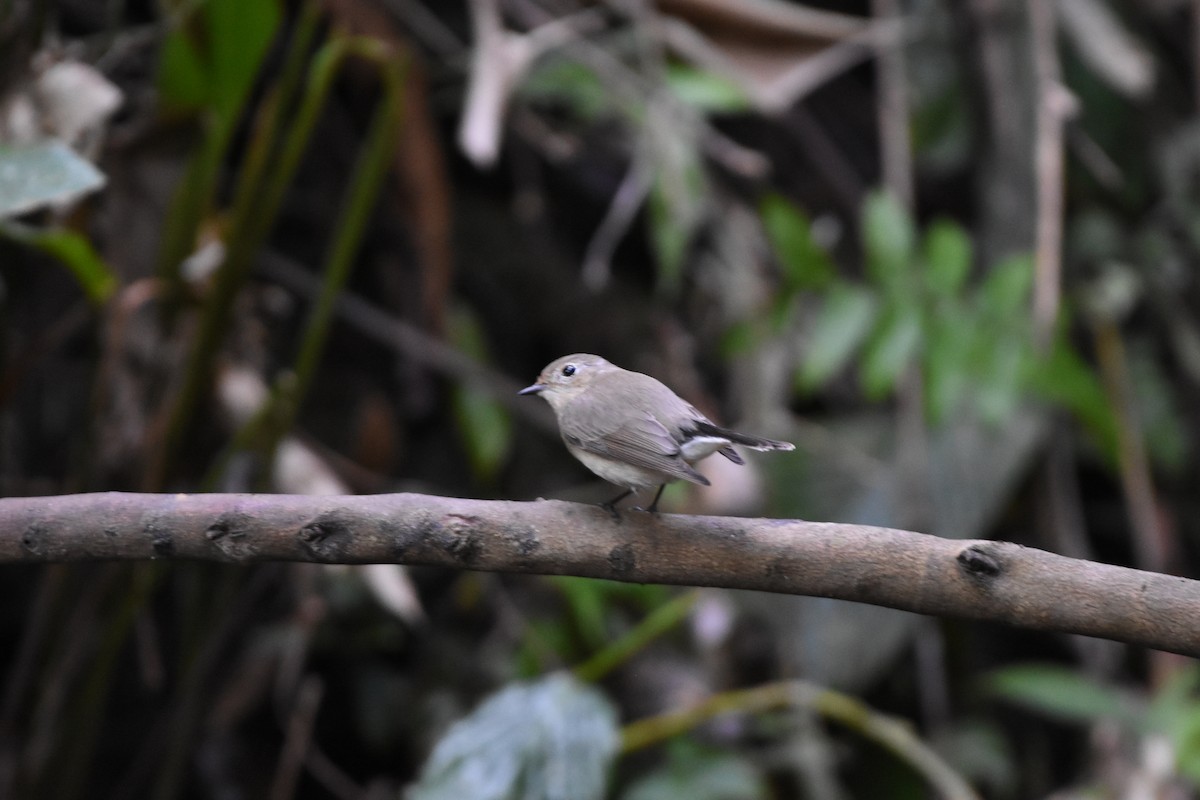 紅喉鶲 - ML646176004