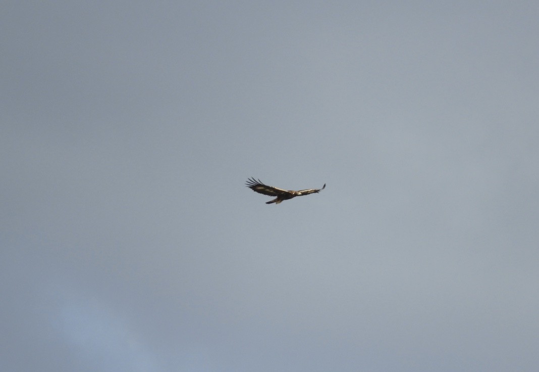 金鵰 - ML646176005