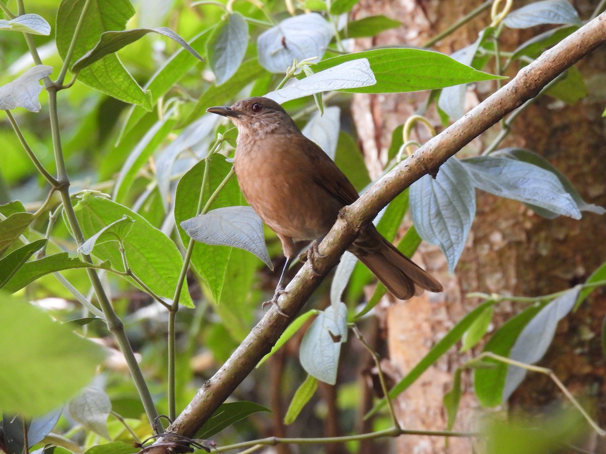 Pale-breasted Thrush - ML646176006