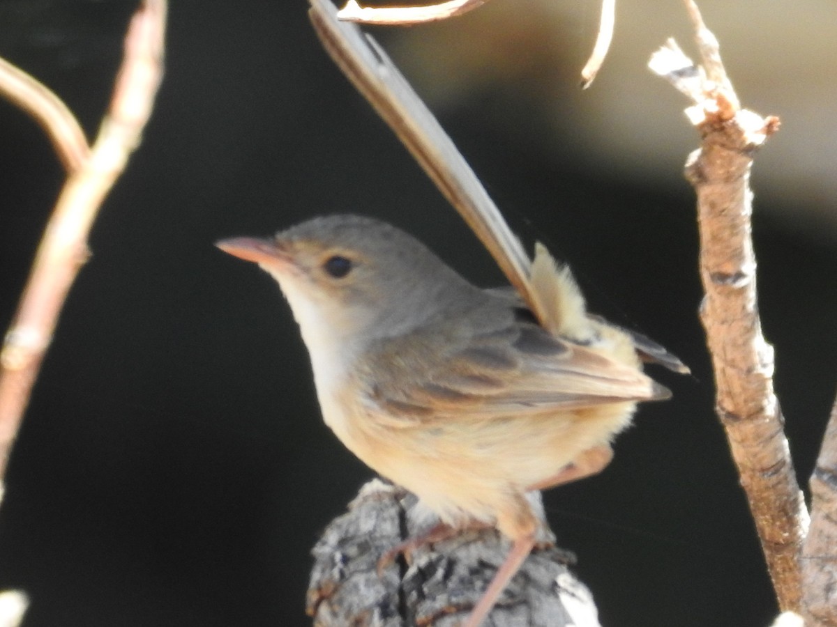 Red-backed Fairywren - ML646176007