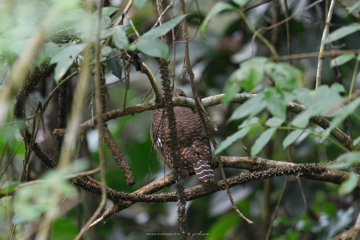 Asian Barred Owlet - ML646176008