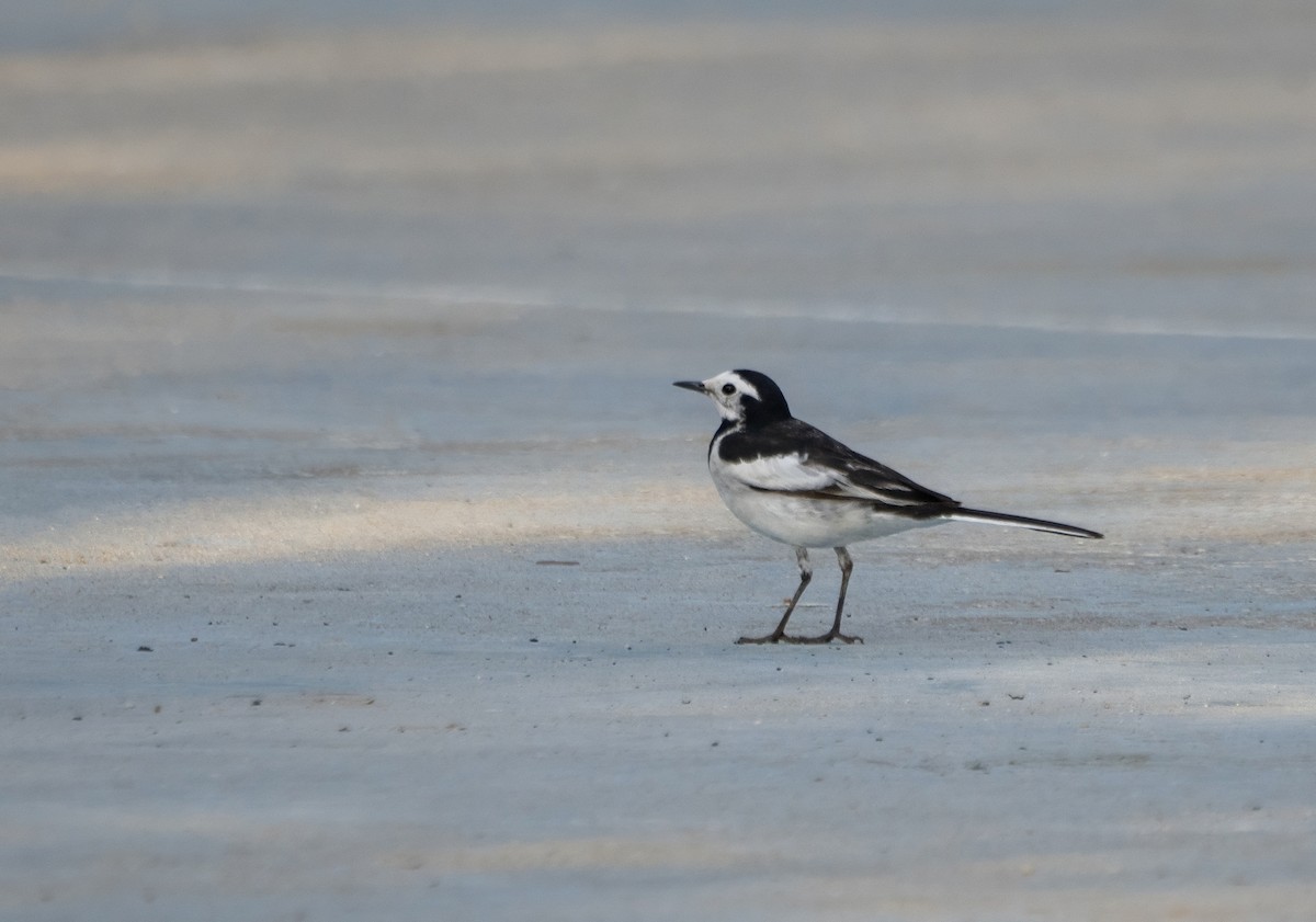 白鶺鴒 - ML646176009