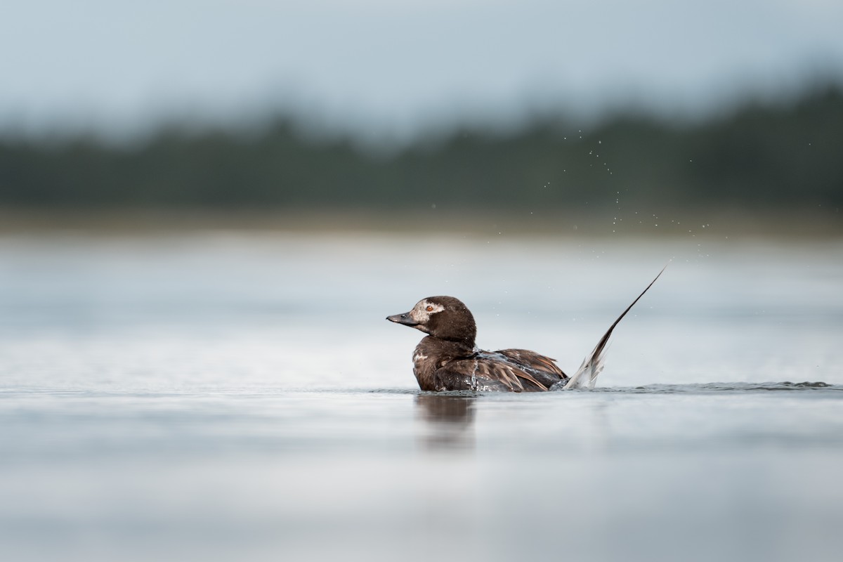 長尾鴨 - ML646176010