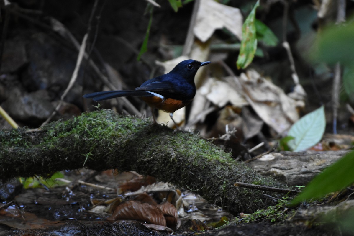 白腰鵲鴝 - ML646176011