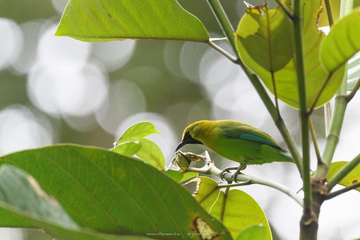 Blue-winged Leafbird - ML646176014