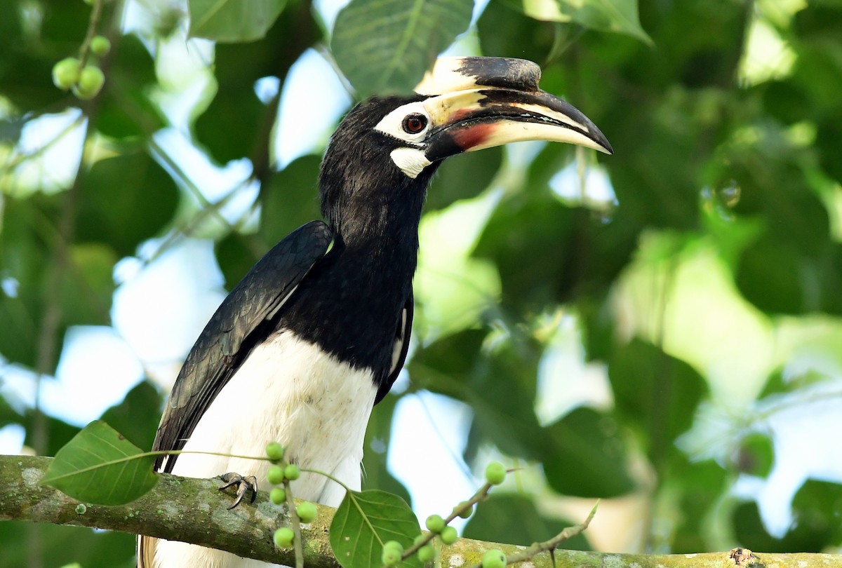 Oriental Pied-Hornbill - ML646176019