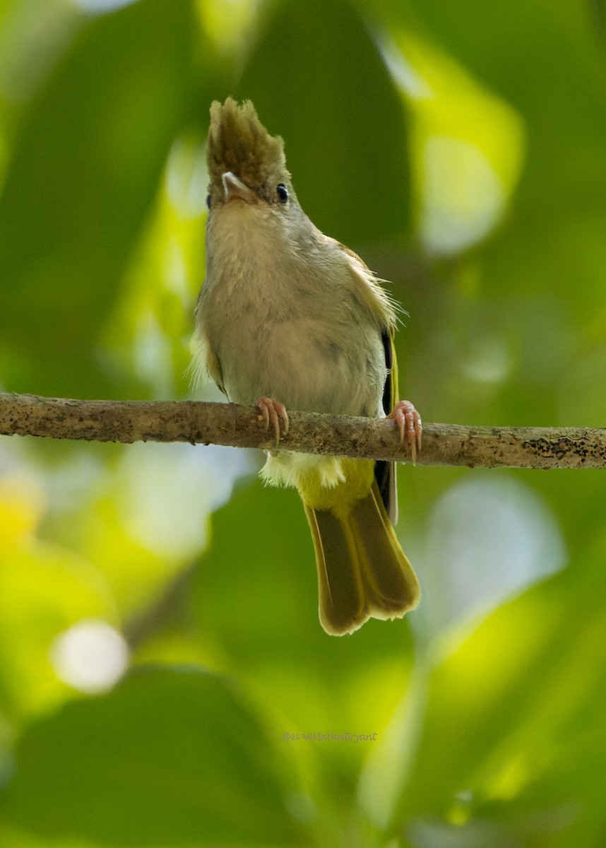 Haubenvireo - ML646176021