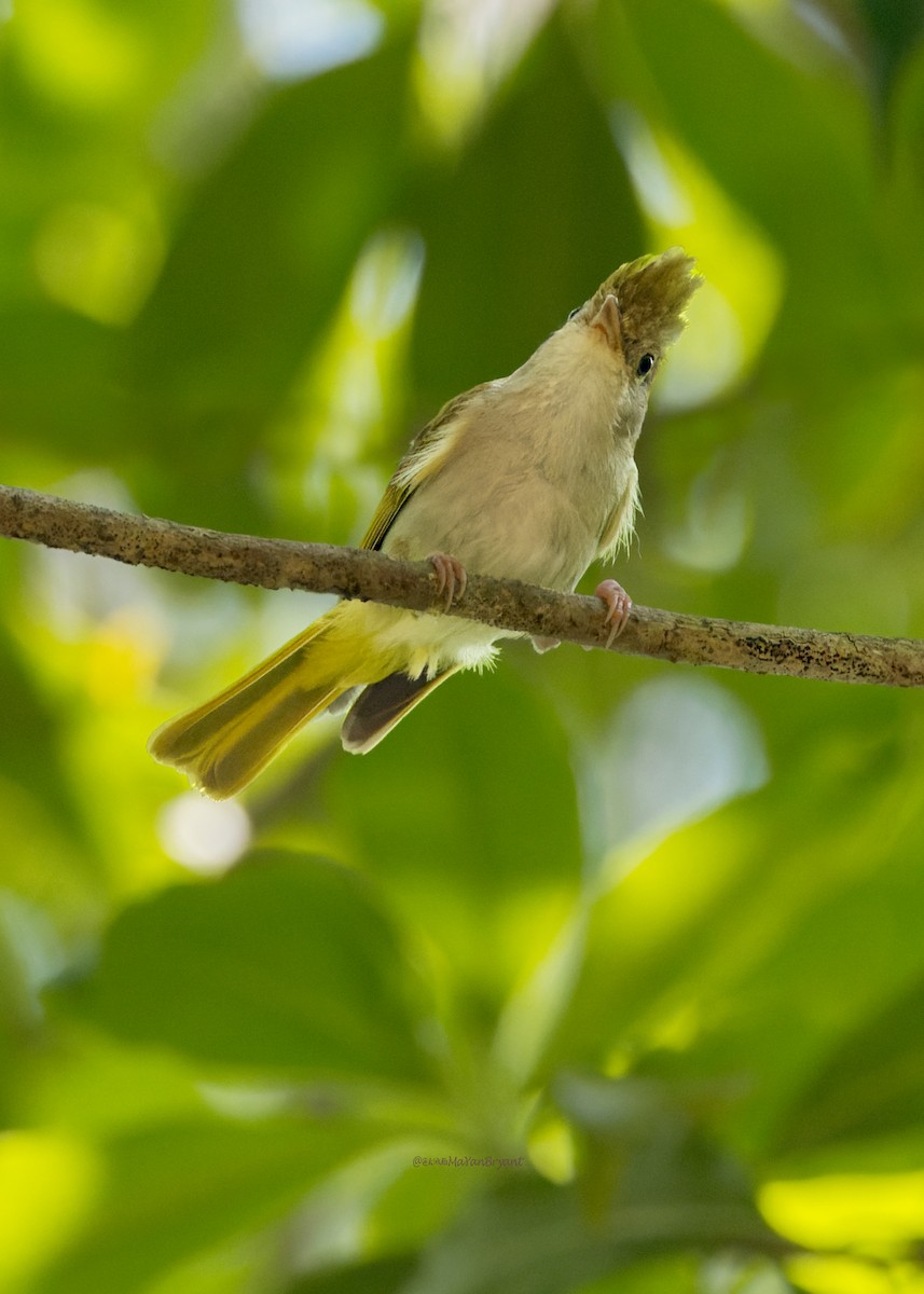 Haubenvireo - ML646176022
