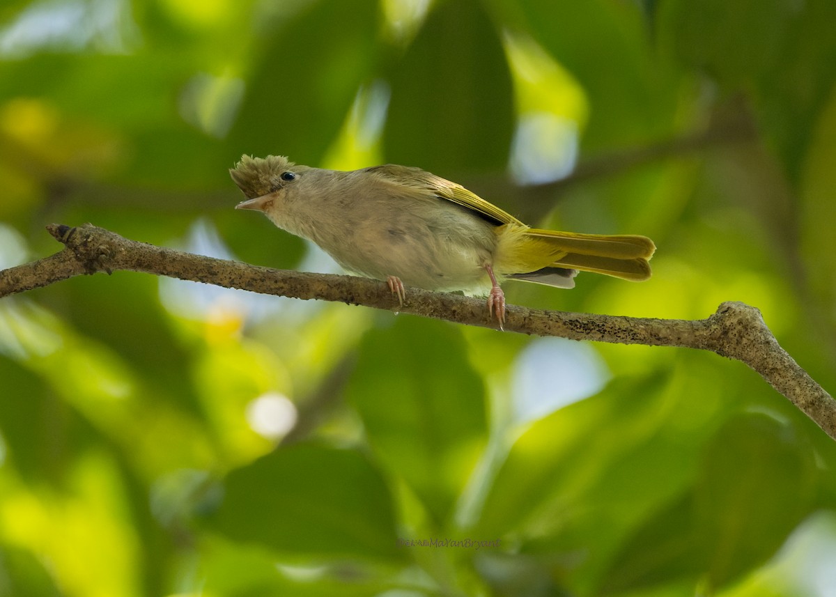 Haubenvireo - ML646176023