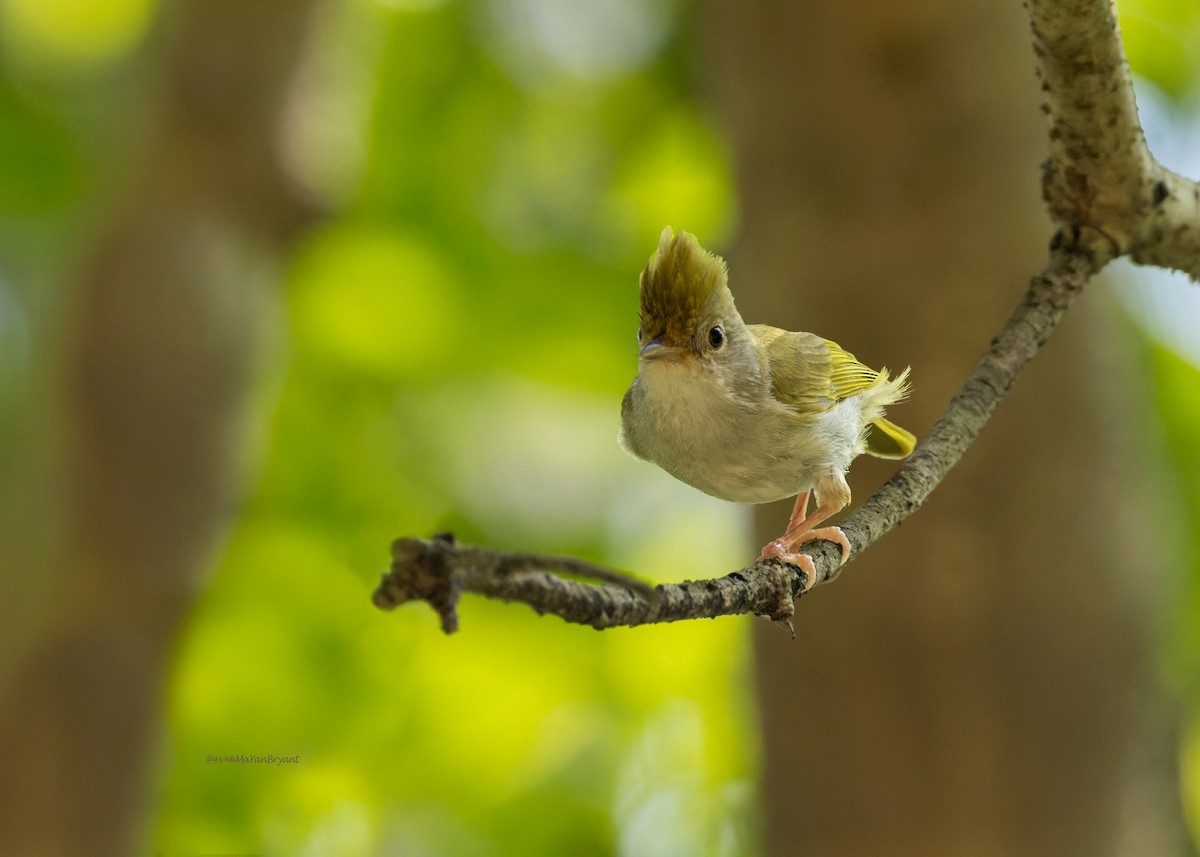 Haubenvireo - ML646176024