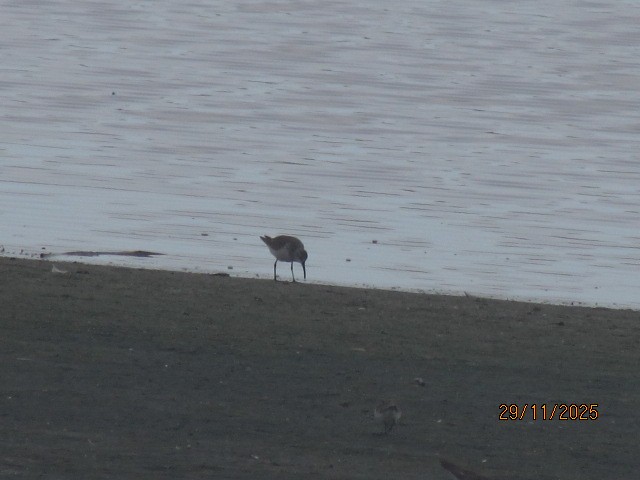 Curlew Sandpiper - ML646176025
