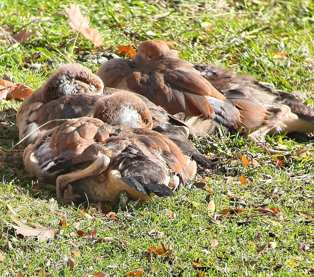 husice nilská - ML646176027