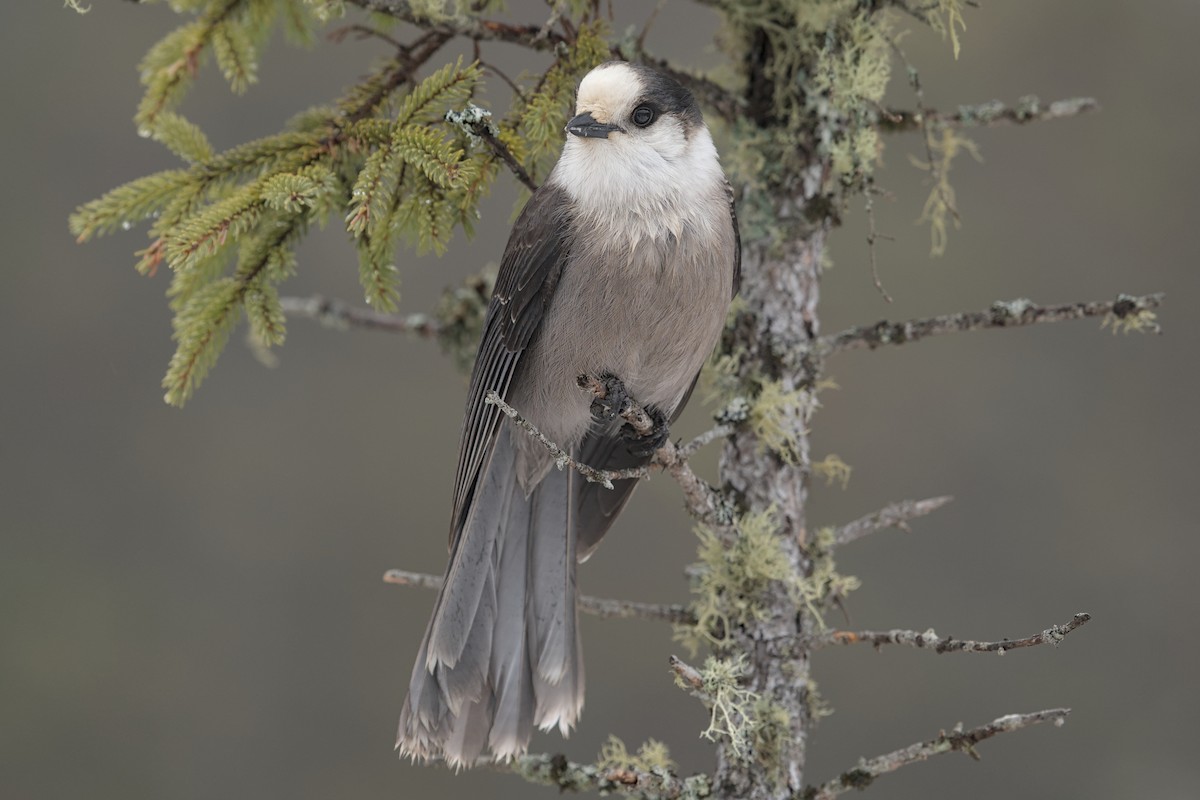 Canada Jay (Boreal) - ML646176041