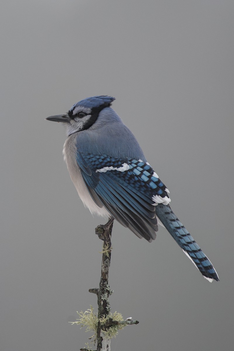 Blue Jay - ML646176042