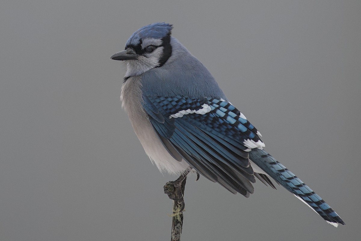 Blue Jay - ML646176043