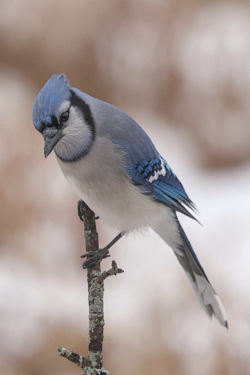 Blue Jay - ML646176044