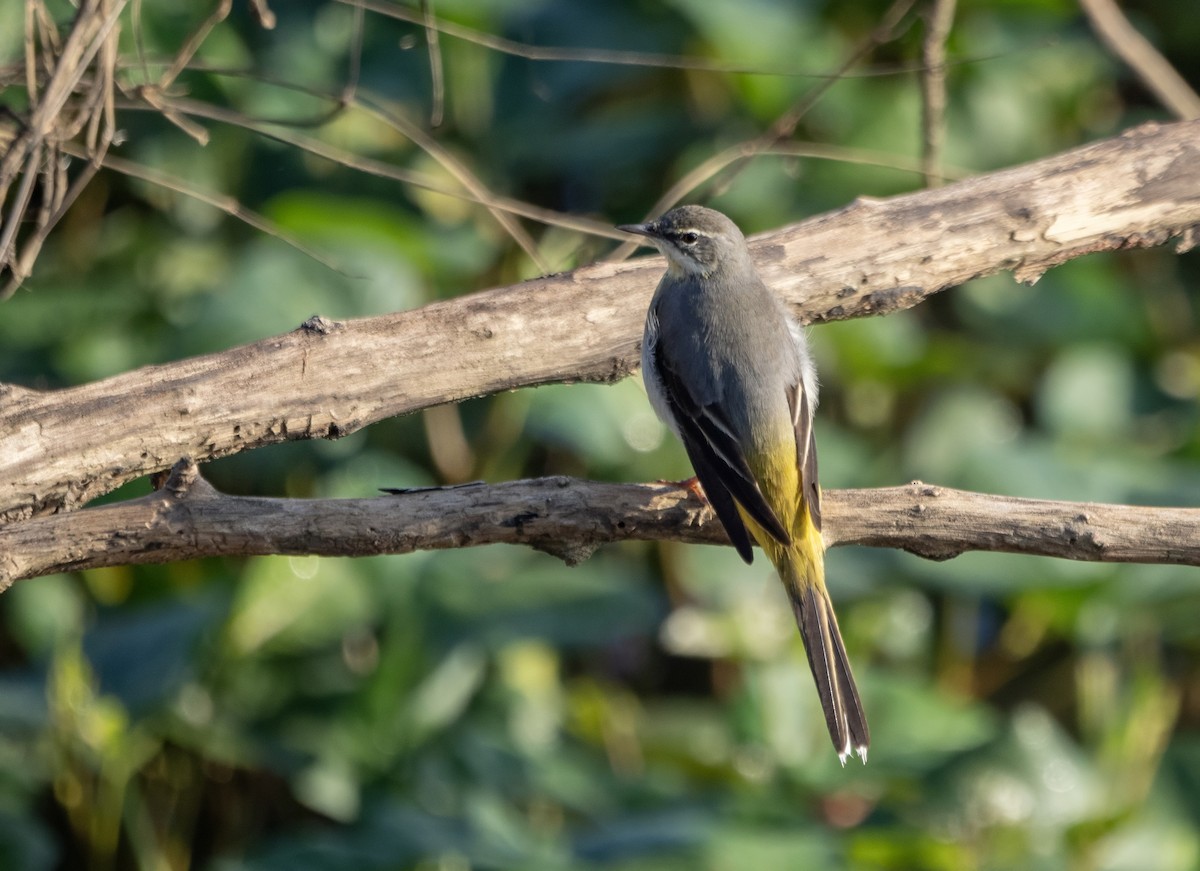 Gray Wagtail - ML646176045