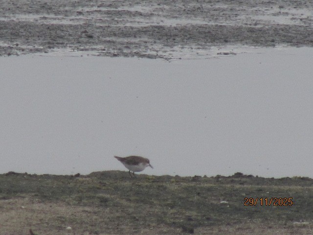 Little Stint - ML646176046