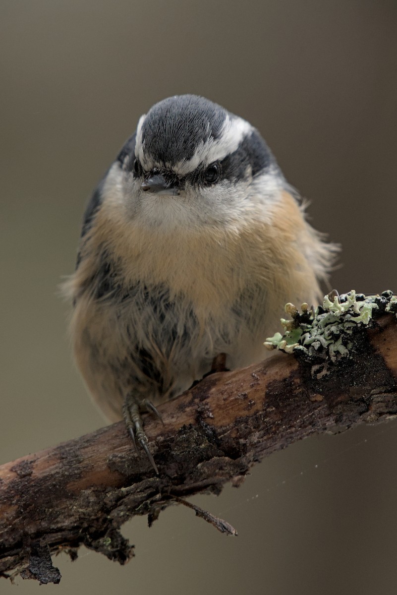 Red-breasted Nuthatch - ML646176052