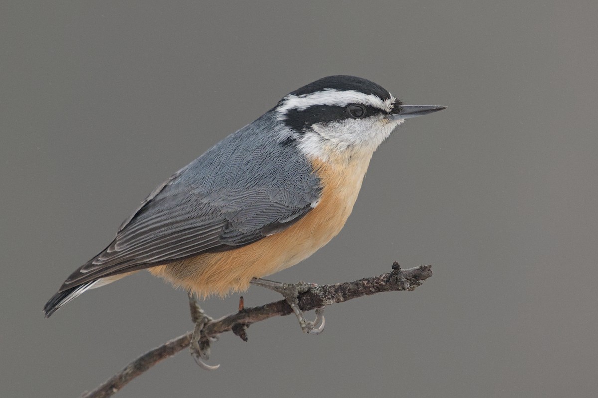 Red-breasted Nuthatch - ML646176053