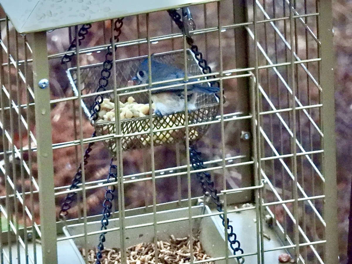 Ak Tepeli Baştankara - ML646176054