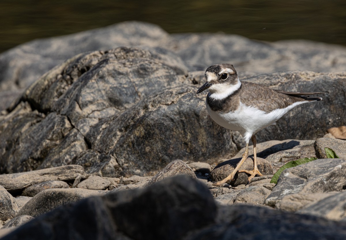 Long-billed Plover - ML646176057