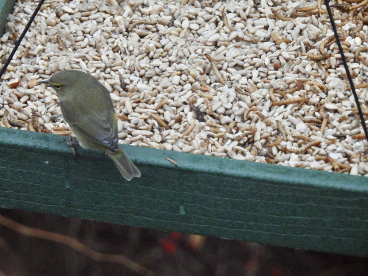 Orange-crowned Warbler - ML646176058