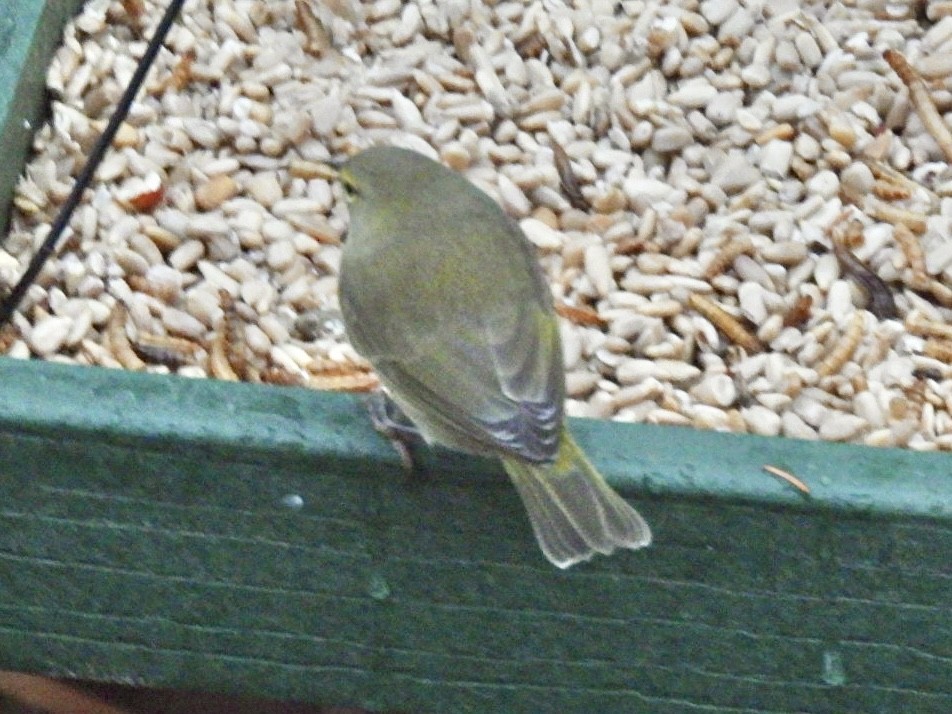 Orange-crowned Warbler - ML646176059