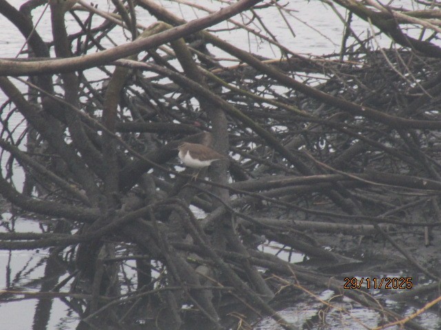 Common Sandpiper - ML646176061