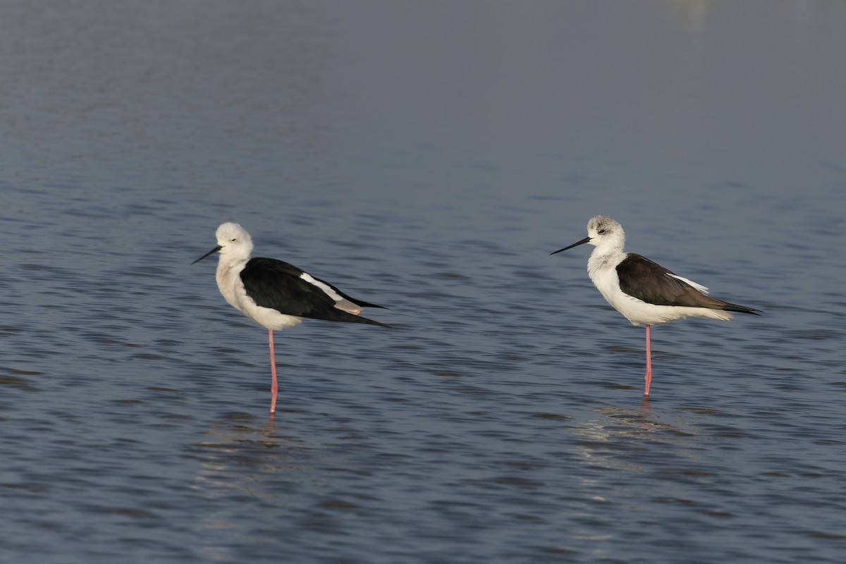 Zankaluze eurasiarra - ML646176063