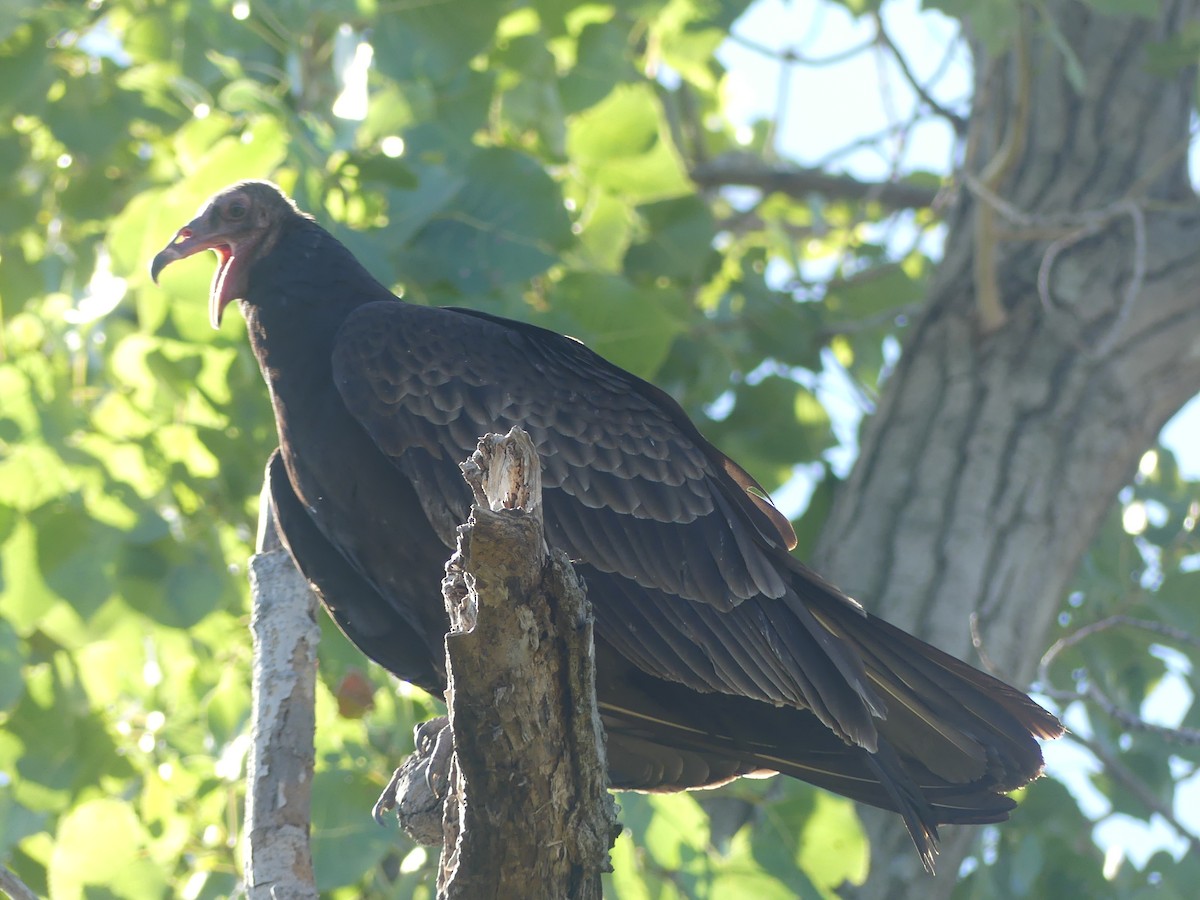 Urubu à tête rouge - ML646176078