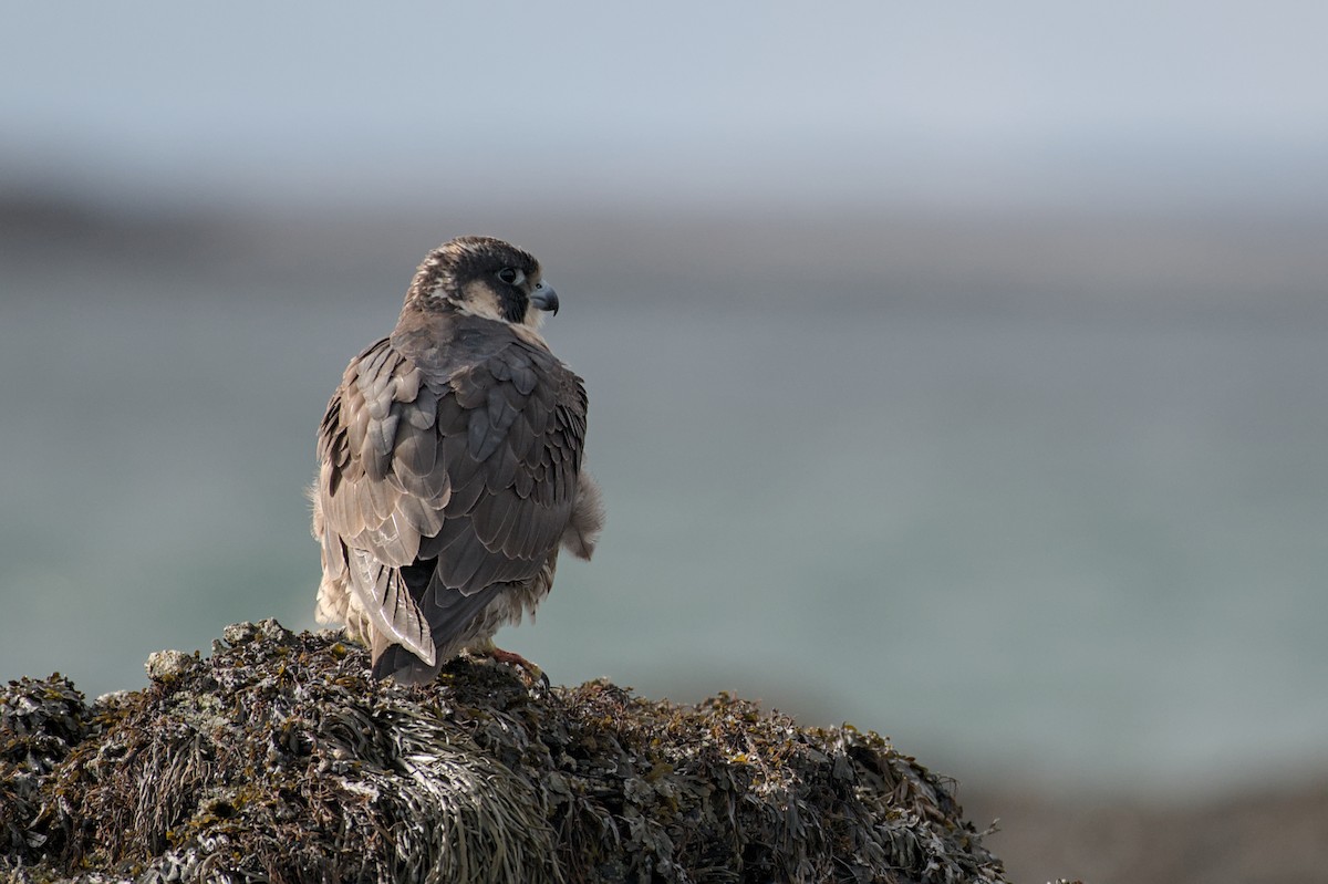 Gökdoğan - ML646176079